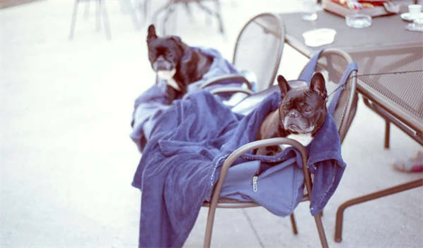 獣医師が教えるペットの直腸検査が重要な10の理由