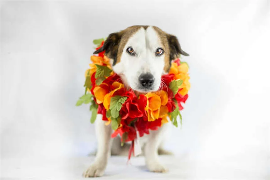 犬のフォン・ヴィレブランド病（vWD）とは？症状と対処法を解説